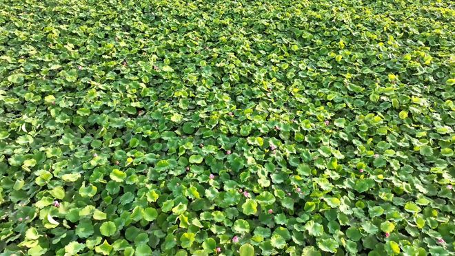 云南曲靖：清凉水乡引客来