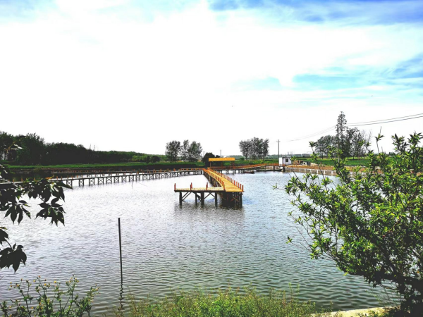 兴化市戴南镇：“水韵刁良”入图画