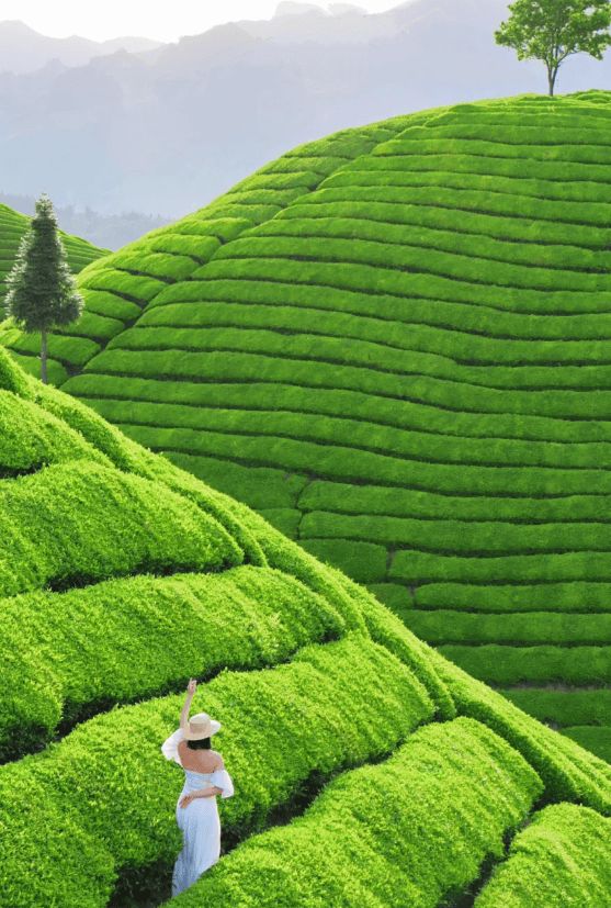 恩施5日游最佳路线安排出炉！暑假带家人去恩施旅游必看旅游(图3)