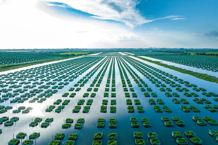 新华每日电讯｜从“云梦泽”到“织金地” 水韵仙桃的千年跃迁(图3)