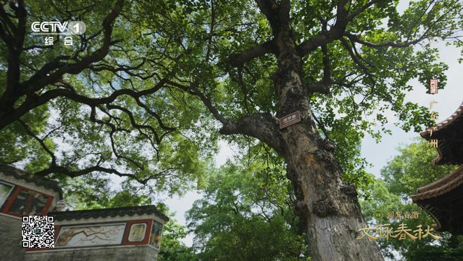 广东广州：2000多年未打烊的岭南商埠(图5)