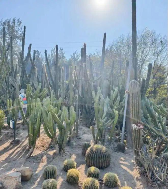 厦门旅游随团5日游攻略厦门当地报团五日游人均多少钱(图2)